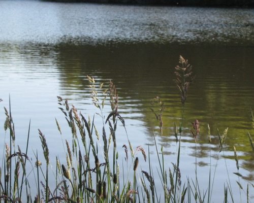 Etang n° 31