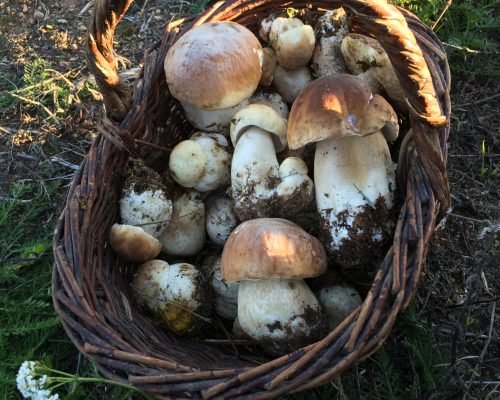 Panier de cèpes